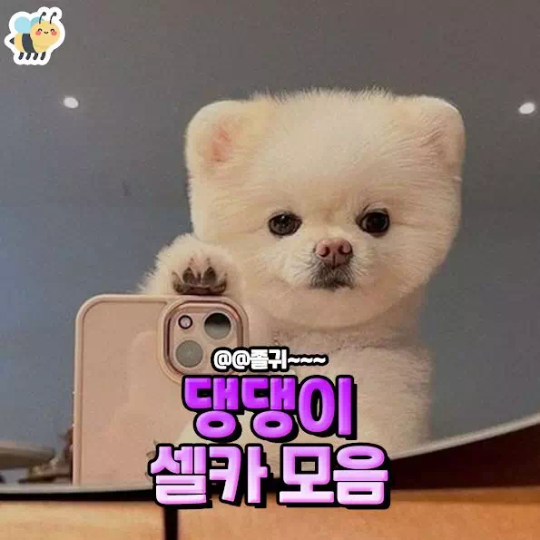 댕댕이 셀카