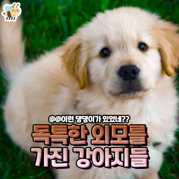 독특한 외모를 가진 강아지들