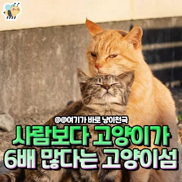 사람보다 고양이가 6배 많다는 고양이섬