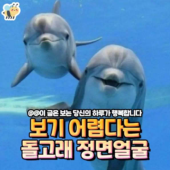 보기 어렴다는 돌고래 정면얼굴