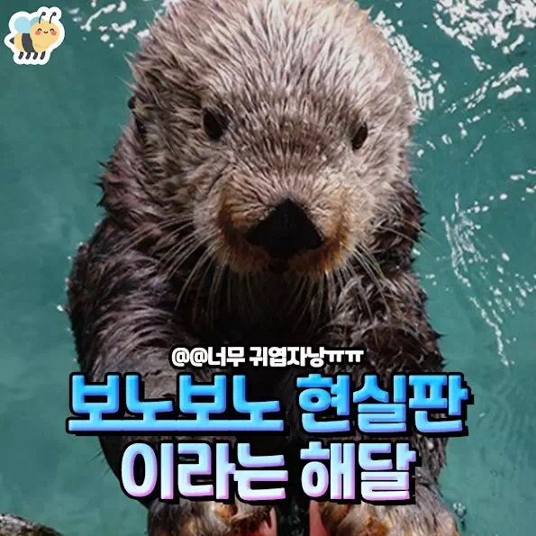 보노보노 현실판이라는 해달