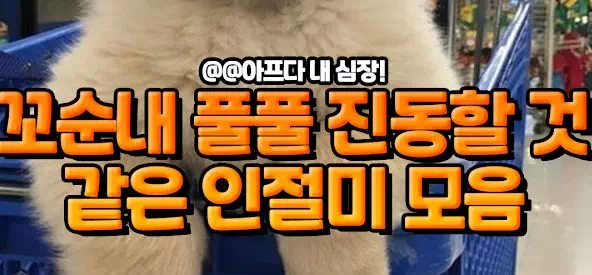 꼬순내 풀풀 진동할 것 같은 인절미 모음