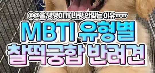 mbti 유형별 나와 잘 맞는 반려견