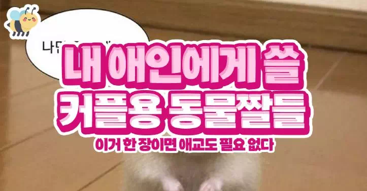 내 애인에게 쓸 커플용 동물짤들