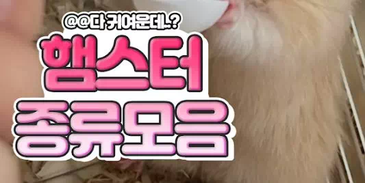 햄스터 종류모음