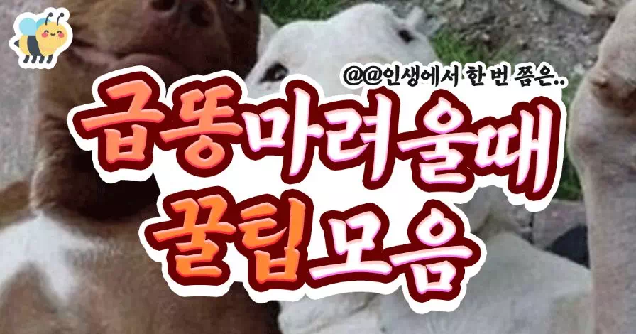 급똥마려울때 꿀팁모음