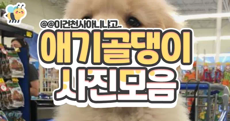 애기골댕이 사진모음