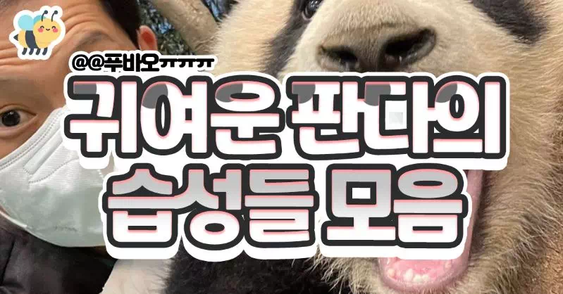 귀여운 판다의 습성들 모음